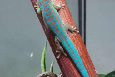 Geckos kaufen und verkaufen Photo: Phelsumen und Phelsumennachzuchten abzugeben