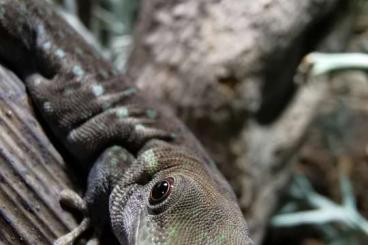 Geckos kaufen und verkaufen Photo: 2,2 Phelsuma Breviceps cb2024