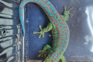 Geckos kaufen und verkaufen Foto: Phelsuma Borbonica Borbonica cb23 und cb24