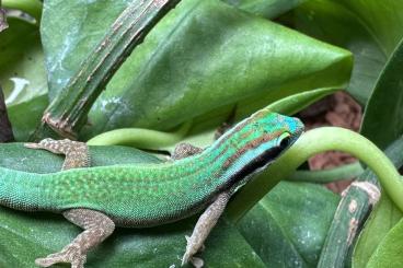 Geckos kaufen und verkaufen Foto: Phelsuma Inexpectata cb23 und cb24