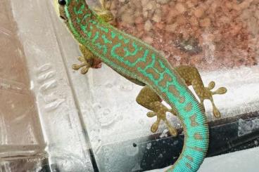 Geckos kaufen und verkaufen Foto: Phelsuma Cepediana Form C