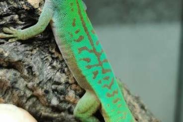 Geckos kaufen und verkaufen Photo: Phelsumen abzugeben: Phelsuma Astriata Semicarinata und Malamakibo