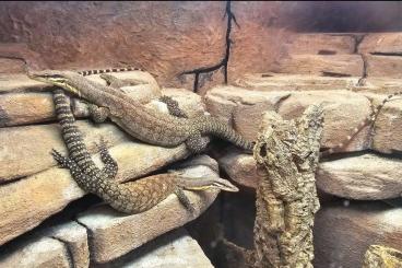 Warane kaufen und verkaufen Foto: 1.1. Varanus glauerti proven pair