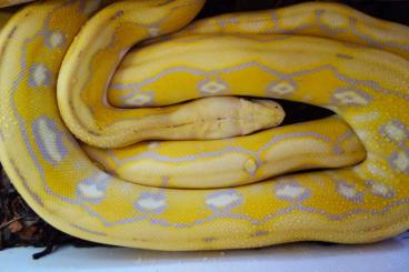 Pythons kaufen und verkaufen Photo: Python reticulatus Super Dwarf