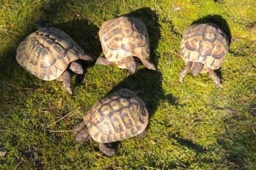 Tortoises kaufen und verkaufen Photo: 1.3 & 1.3 Breeding groups, Testudo hermanni boettgeri (THB)