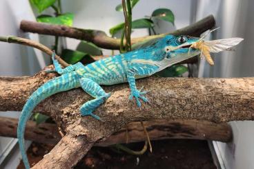 Lizards kaufen und verkaufen Photo: Gonocephalus Doriae Abotti, Nephurus Pilbarensis,...