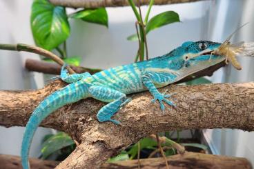 Chamäleons kaufen und verkaufen Foto: Gonocephalus Doriae Abotti, Nephurus Pilbarensis,...