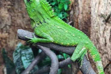 Echsen  kaufen und verkaufen Foto: Gonocephalus Doriae Abotti, Nephurus Pilbarensis,...