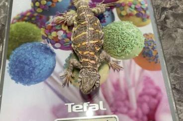 Schlangen kaufen und verkaufen Foto: Uromastyx ornata 0.0.4 for Hamm