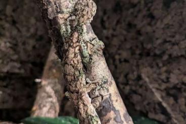 Echsen  kaufen und verkaufen Foto: Uroplatus sikorae Available for hamm