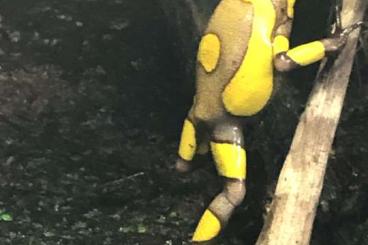 Poison dart frogs kaufen und verkaufen Photo: Histrionica Tado gelb Tesoro Poison dart frogs kaufen und verkaufen Photo: Histrionica Tado gelb Tesoro