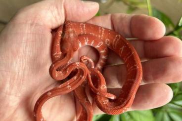 Schlangen kaufen und verkaufen Foto: 0,1 Corallus hortulanus calico ENZ 2023