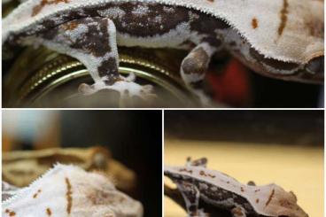 Geckos kaufen und verkaufen Foto: High end Lilly white crested gekko