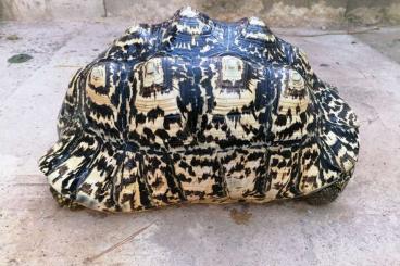 Turtles and Tortoises kaufen und verkaufen Photo: Stigmochelis Pardalis Somalica