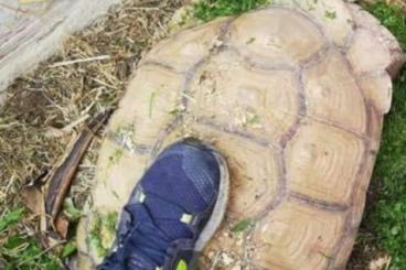 Turtles and Tortoises kaufen und verkaufen Photo: male geochelone sulcata 38kg