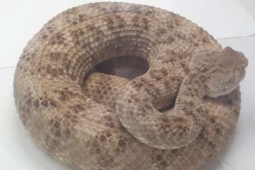 Giftschlangen kaufen und verkaufen Foto: Crotalus Angelensis 0.1 houten