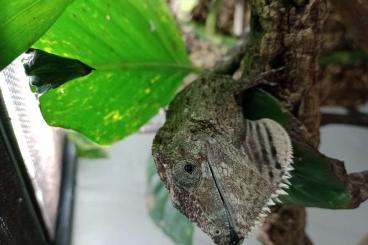 Echsen  kaufen und verkaufen Foto: Anolis barbatus 0.1 Mniarogekko chahoua 0.1