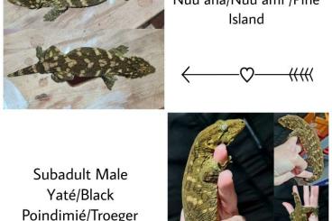 Geckos kaufen und verkaufen Photo: Rhacodactylus Leachianus Subadult/Adult