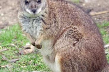 Exotische Säuger kaufen und verkaufen Foto: 0,1 Parma Wallaby abzugeben 