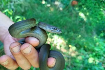 Schlangen kaufen und verkaufen Foto: CB 2024 Apodora papuana          