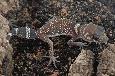 Geckos kaufen und verkaufen Photo: Tarentola chazaliae, N. wheeleri cinctus, N. milii