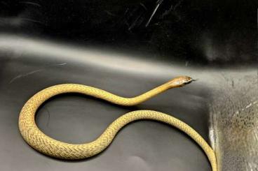 Venomous snakes kaufen und verkaufen Photo: Naja legonis  Naja Palida   Oxyranus microlepidotus 