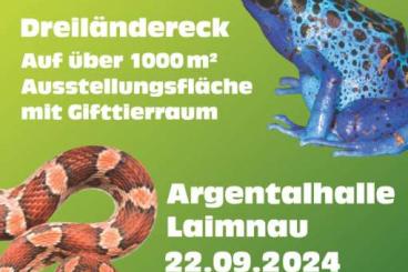 Schlangen kaufen und verkaufen Foto: Reptilienbörse Dreiländereck 