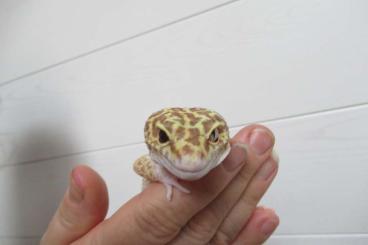 Geckos kaufen und verkaufen Photo: Leopardgeckogruppe 1.2 für Hamm