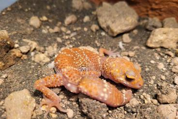 Geckos kaufen und verkaufen Foto: Underwoodisaurus husbandi Albino 