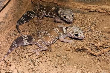 Geckos kaufen und verkaufen Photo: Underwoodisaurus milii abzugeben 