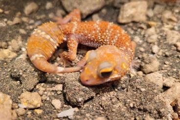 Geckos kaufen und verkaufen Foto: Underwoodisaurus husbandi Albino 