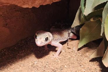 Geckos kaufen und verkaufen Foto: 1.2 Underwoodisaurus milii abzugeben 