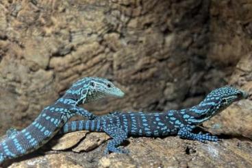 Warane kaufen und verkaufen Foto: Varanus warane Macraei Beccari