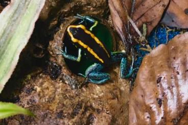 Pfeilgiftfrösche kaufen und verkaufen Foto: BIETE 0.1 Phyllobates vittatus