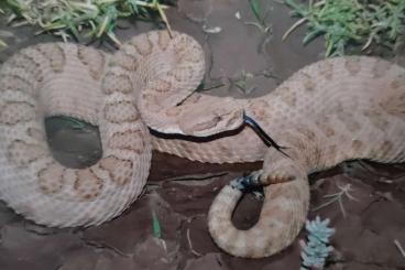 Venomous snakes kaufen und verkaufen Photo: Reptilienhaus Uhldingen gibt ab