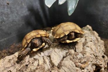 Landschildkröten kaufen und verkaufen Foto: For Houten and Hamm show manouria impressa