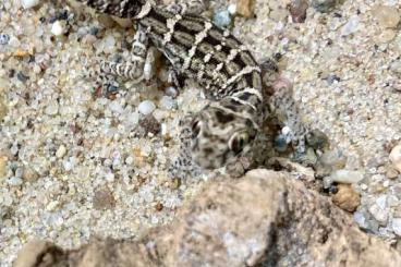 Geckos kaufen und verkaufen Photo: Hemidactylus imbricatus NZ 24