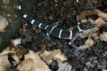 Geckos kaufen und verkaufen Photo: Goniurosaurus yamashinae NZ 24