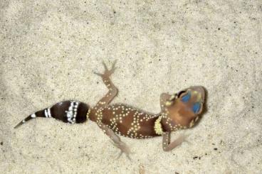 Geckos kaufen und verkaufen Foto: Underwoodisaurus milii cb '24