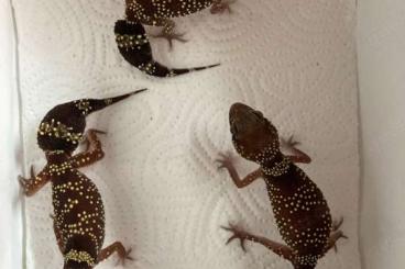 Geckos kaufen und verkaufen Foto: 1.2 Underwoodisaurus milii cb 23/24