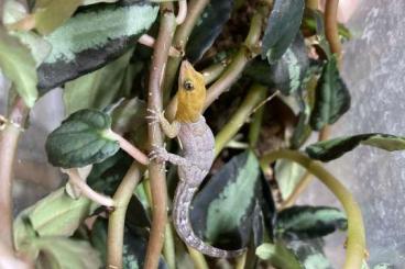 Geckos kaufen und verkaufen Photo: Gonatodes antillensis cb 22                   