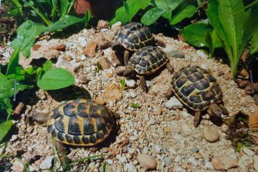 Schildkröten  kaufen und verkaufen Foto: Testudo hermanni u.boettgeri Nzten 