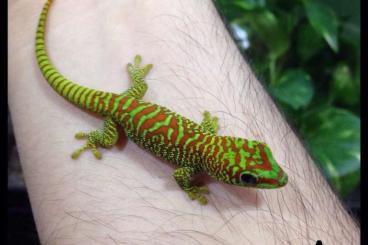 Geckos kaufen und verkaufen Photo: Phelsuma madagascariensis hight red 