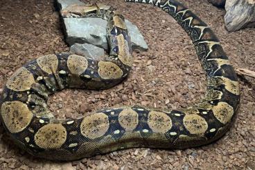 Boas kaufen und verkaufen Foto: Boa constrictor Mix Weibchen abzugeben 