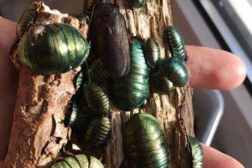 Insekten kaufen und verkaufen Foto: Biete Smaragdschaben Pseudoglomeris magnifica