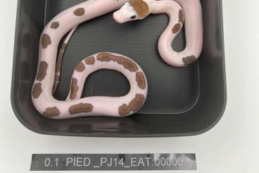 Pythons kaufen und verkaufen Photo: Pied (Piebald) Poss. Super Tiger Poss. Tigers Poss. Het OGS