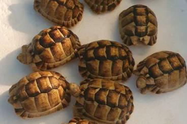 Schildkröten  kaufen und verkaufen Foto: Testudo kleinmanni  CB 23