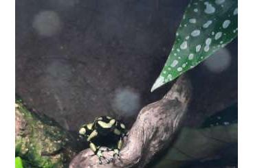 Poison dart frogs kaufen und verkaufen Photo: Dendrobates Auratus Super Blue und Capurgana mit Terrarium Pumpe Beleu