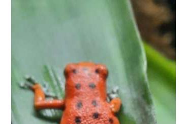 Poison dart frogs kaufen und verkaufen Photo: 1.1 Oophaga Pumilio Bastimentos komplett mit Terrarium, Pumpe, Beleuch