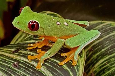 frogs kaufen und verkaufen Photo: Spurrells Rotaugenlaubfrösche NZ